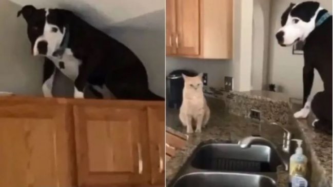 ¡No ladra!: Perro se volvió famoso en Tiktok por actuar como gato