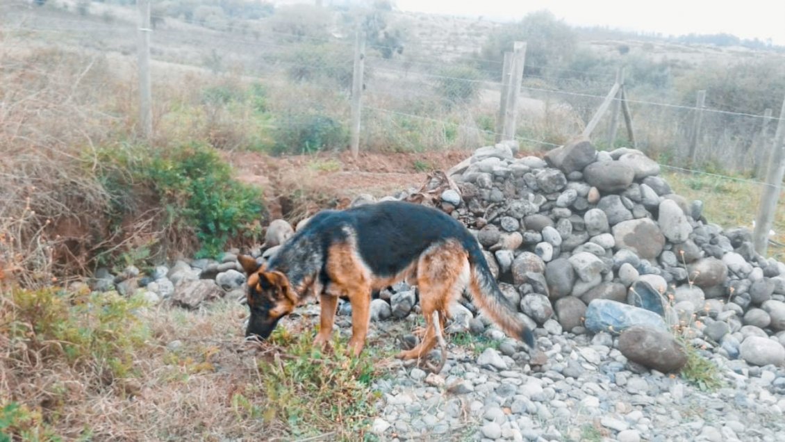 Ex concejal de San Rafael por disparos a perro: 