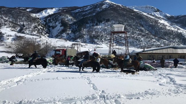 Entregan forraje a más de 2.000 agricultores del Alto Biobío afectados por nevazones
