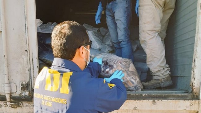 Operación Octopus: PDI desarticuló banda que exportaba ilegalmente pulpo a Europa y Asia