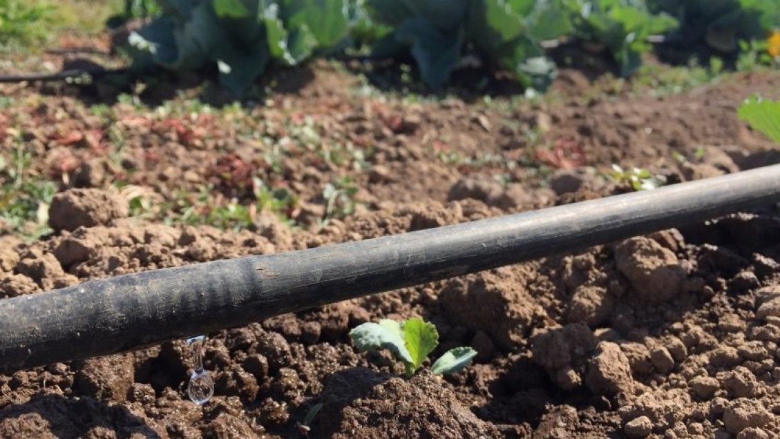 Aprueban recursos regionales por más de 900 millones para la agricultura en Ñuble