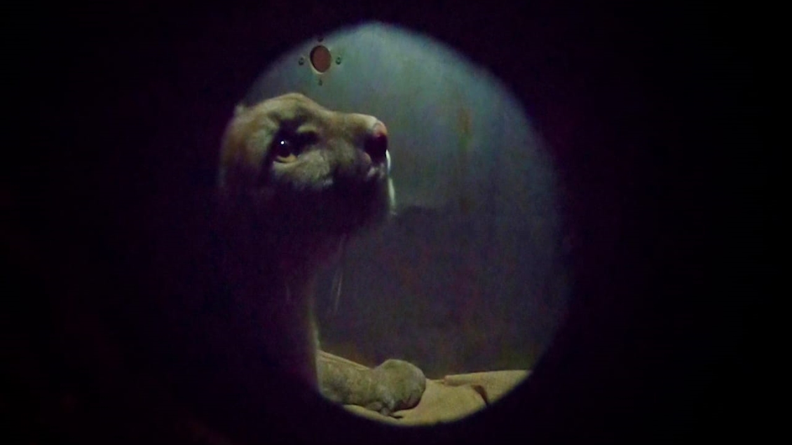 De nuevo un puma bajó a merodear por las calles de Santiago