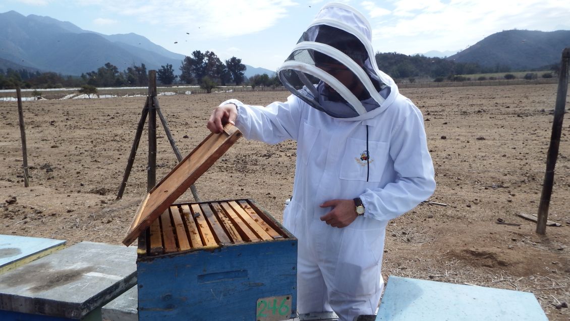 Día Nacional de la Miel: Tecnología y exportación como pilares