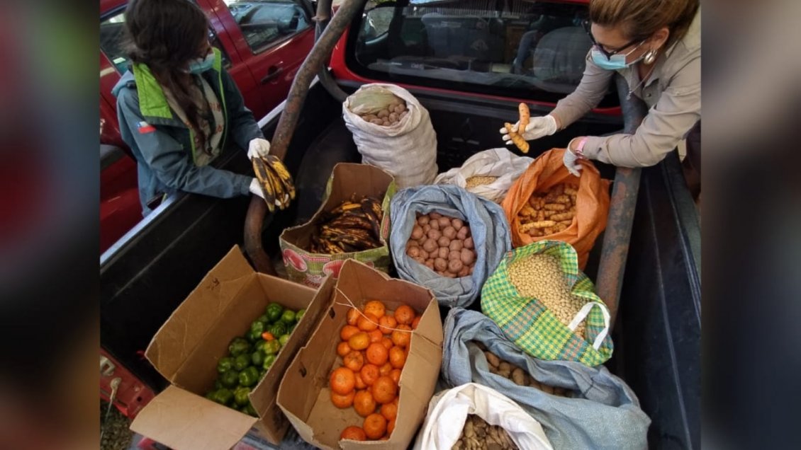 Sin cadena de frío: SAG decomisó más de 300 kilos de productos agropecuarios en Iquique