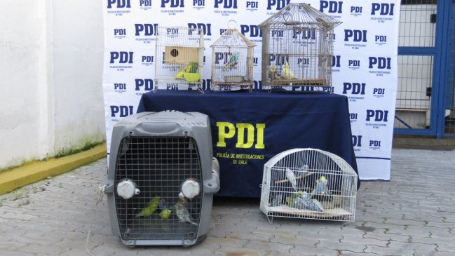 PDI detuvo a dos hombres por venta de aves exóticas protegidas en Talca