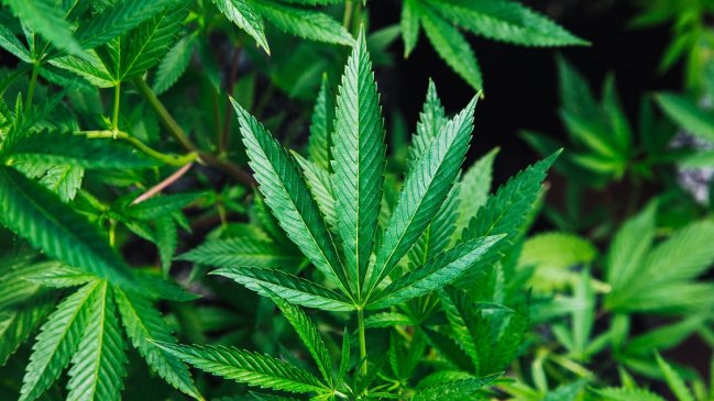 Paraguay estudia la posibilidad de producir marihuana para exportación