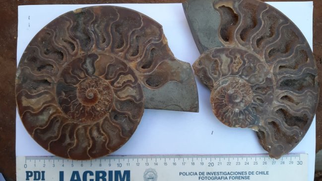 Iquique: Sujeto que vendía piezas prehispánicas a $100.000 por internet fue detenido