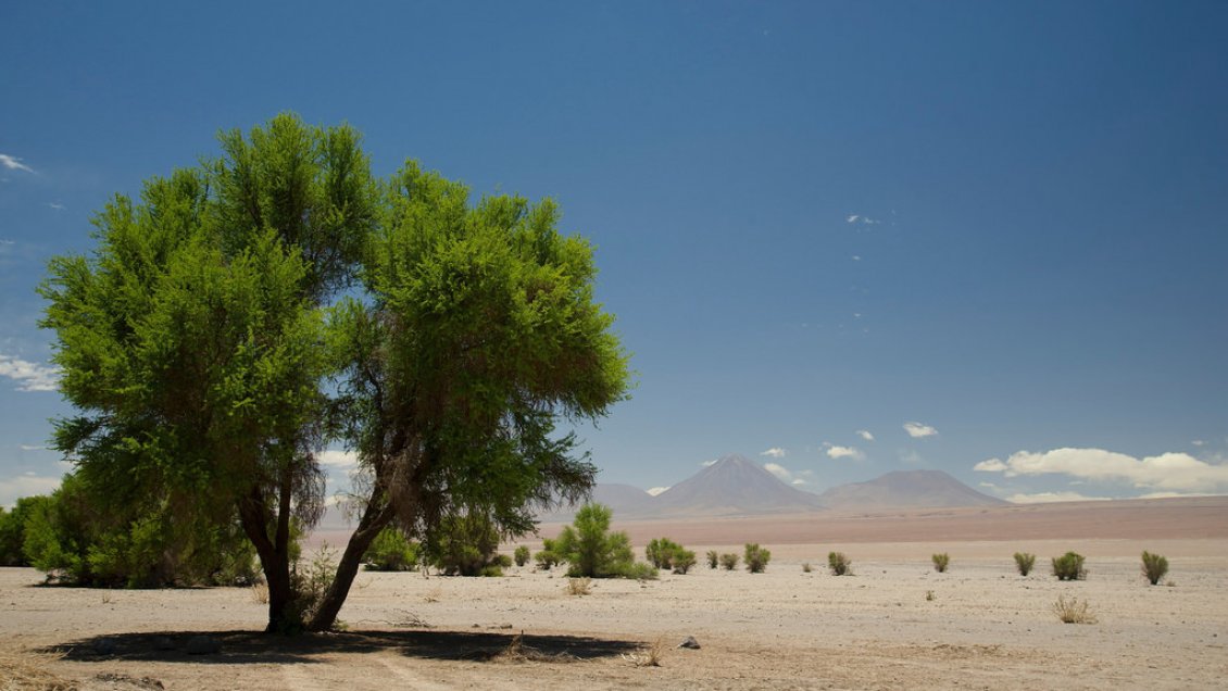 Comunas de Huara, Camiña y Colchane serán forestadas