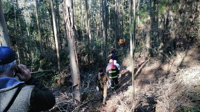 Hombre murió aplastado por árbol que talaba en Tomé