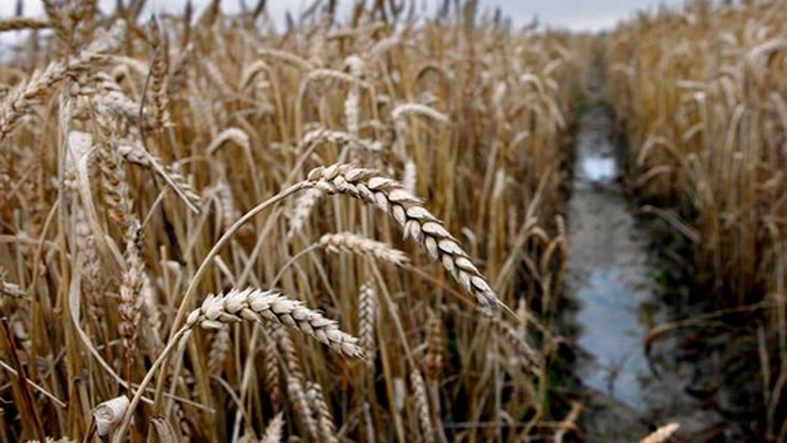 Suministro de cereales en China 