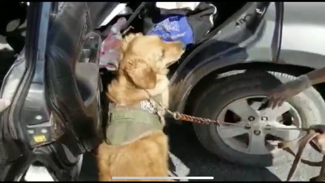 Trasladaban mas de 55 kilos de pasta base en Antofagasta: Quedaron en prisión preventiva