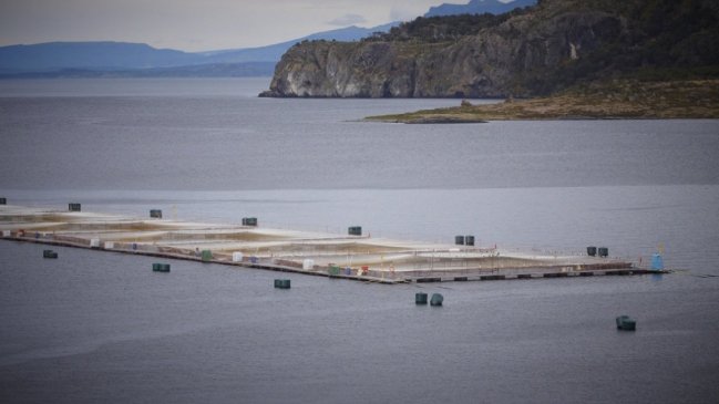 Los Lagos: Sancionan a Mowi Chile con más de siete mil millones de pesos por fuga de salmones