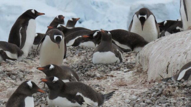 Los pingüinos se originaron en Nueva Zelanda y no en la Antártida, según estudio
