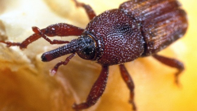 Detectan gorgojos en alimentos entregados a alumnos de 42 escuelas del Biobío