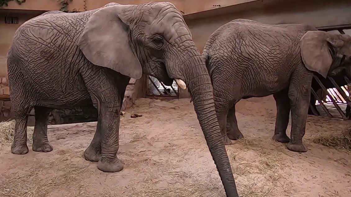 Zoológico probará cannabis en elefantes para reducir su estrés