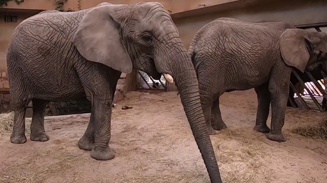 Zoológico probará cannabis en elefantes para reducir su estrés