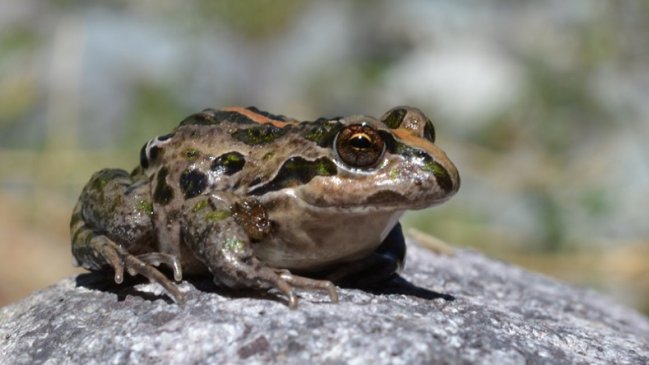 Arica: Hallan ejemplares del sapito de cuatro ojos en zona donde no se tenía registro