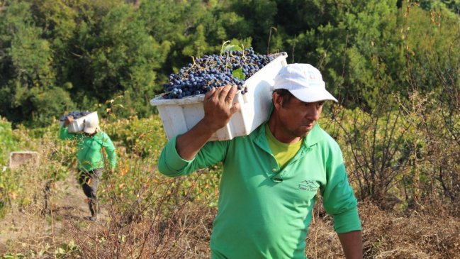Productores vitivinícolas del Itata avanzan en la conformación de una mega cooperativa