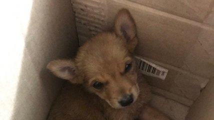 Intentó adoptar un perro, pero era un coyote