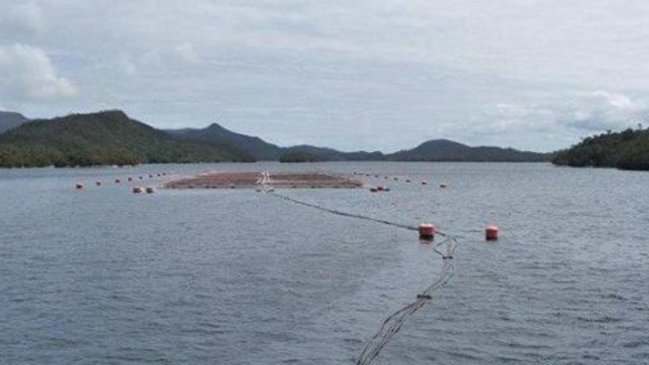 Corte Suprema confirmó condena a empresa salmonera por reincidencia