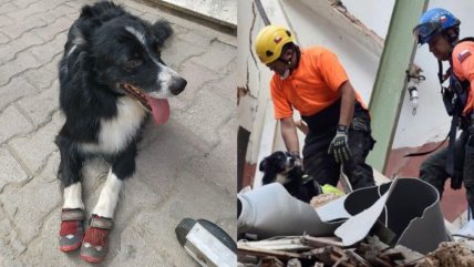   Conoce a Flash, el famoso perro rescatista de los topos chilenos en Beirut 