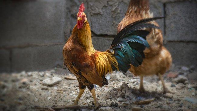 Descubren peleas de gallos en el patio de una casa en Antofagasta