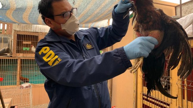 PDI detuvo a tres sujetos en centro de peleas de gallos por maltrato animal en Antofagasta