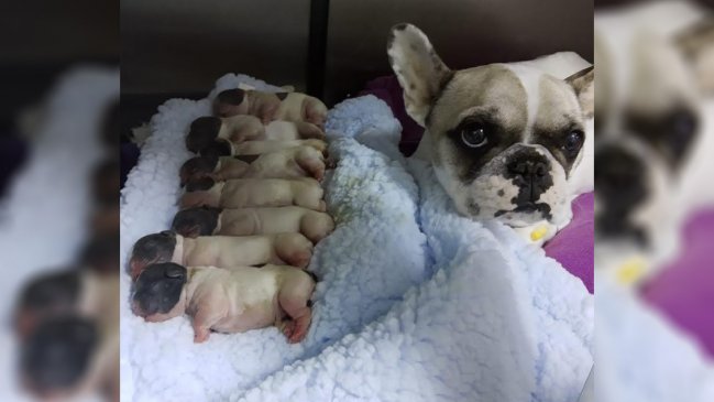 Horrible: Ocho perritos murieron al reventarse un guatero en clínica veterinaria