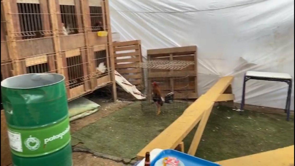 Imputados por peleas de gallos en Antofagasta quedaron con arraigo nacional