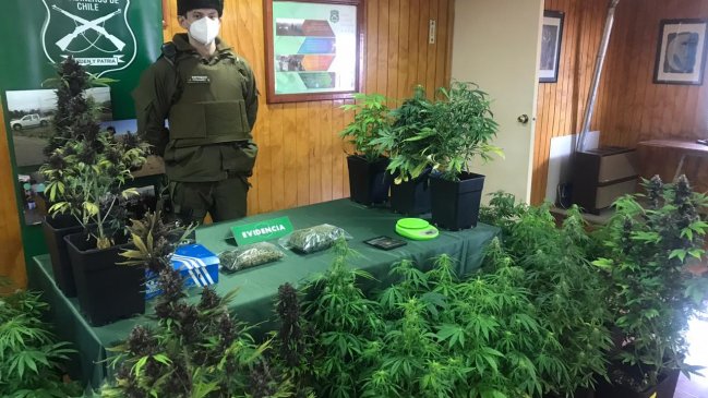 Carabineros incautó 50 plantas de marihuana en vivienda de Punta Arenas