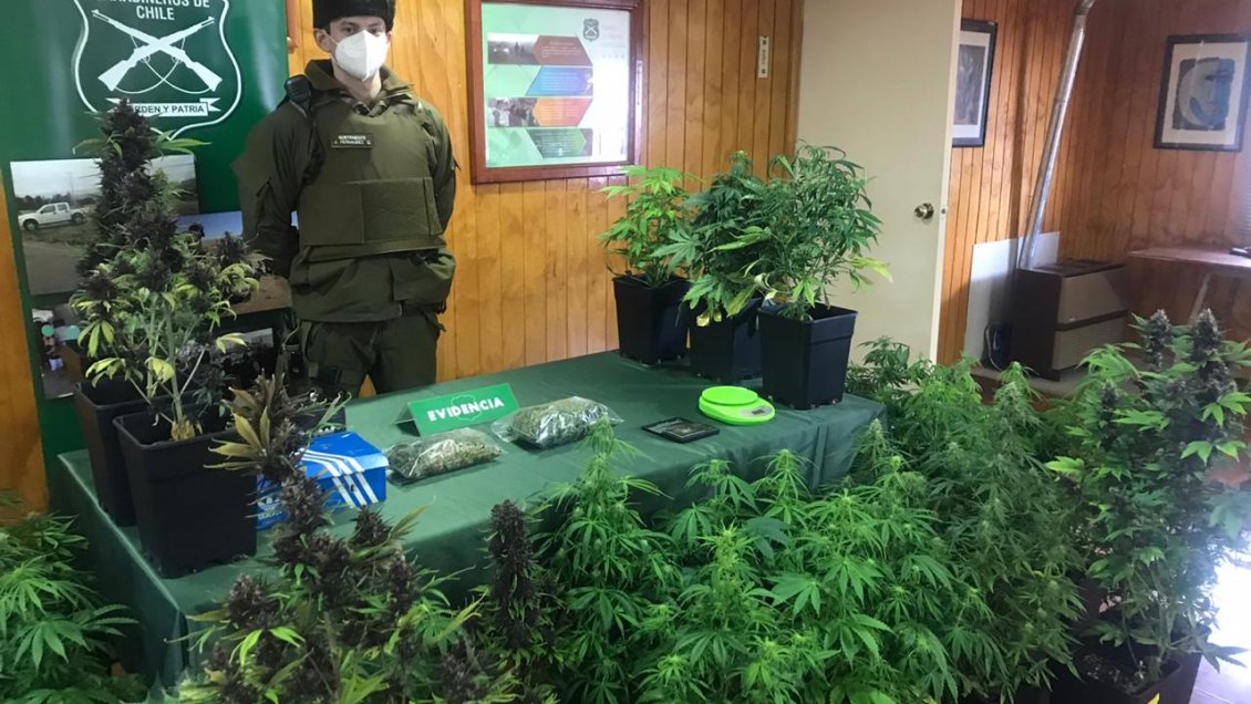 Carabineros incautó 50 plantas de marihuana en vivienda de Punta Arenas