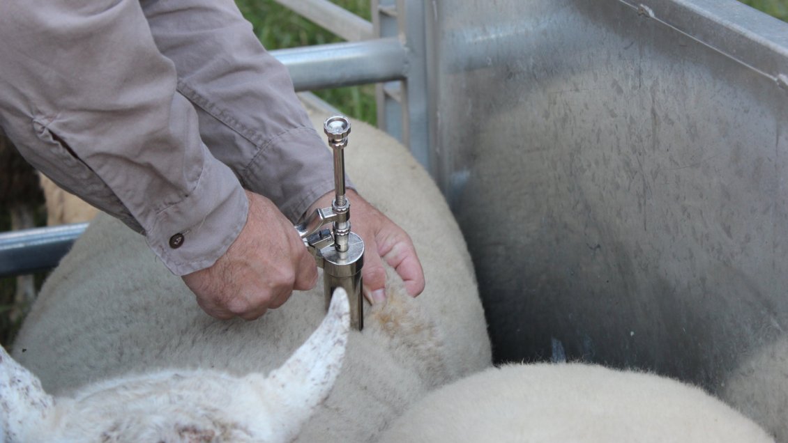 Aprueban millonaria inversión para desparasitar ganado en las provincias de Limarí y Choapa