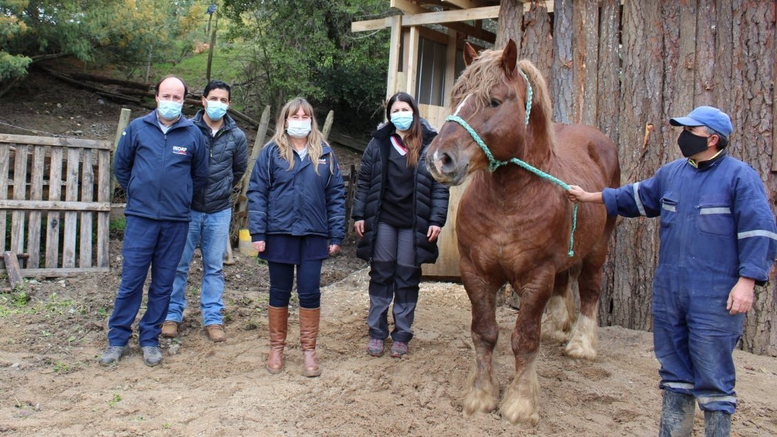 Ñuble: Cuatro potros de tiro pesado llegaron para mejoramiento genético de caballares locales