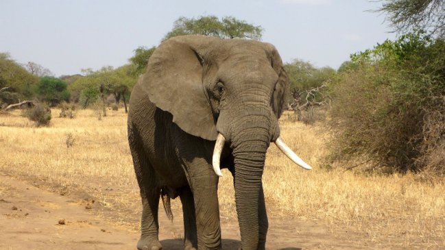 Descubren que bacteria causó la muerte de más de 300 elefantes en Botsuana
