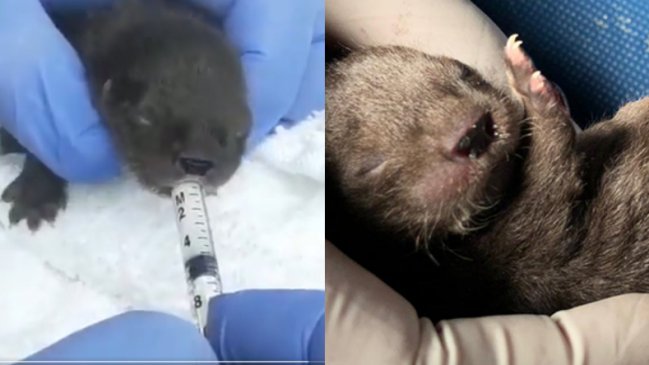 Rescataron a chungungo recién nacido en plenas Fiestas Patrias