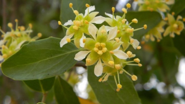 Árbol chileno surge como posible componente de vacunas contra Covid-19