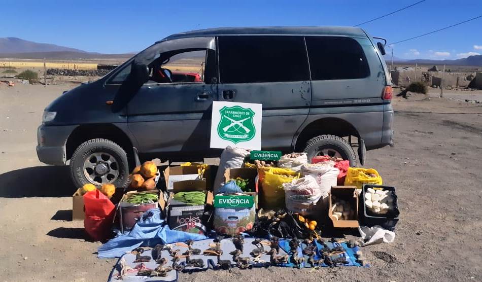 Descubren macabro contrabando de fetos en Colchane