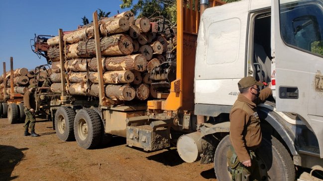 Camionero fue detenido en Cañete con madera recién robada en Contulmo
