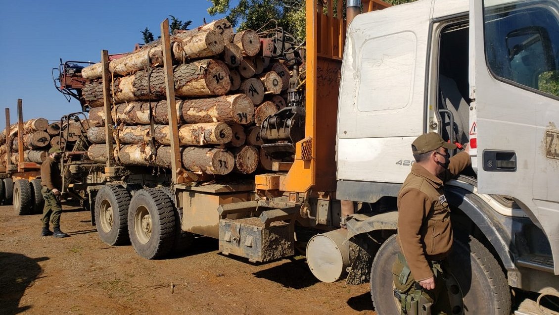 Camionero fue detenido en Cañete con madera recién robada en Contulmo