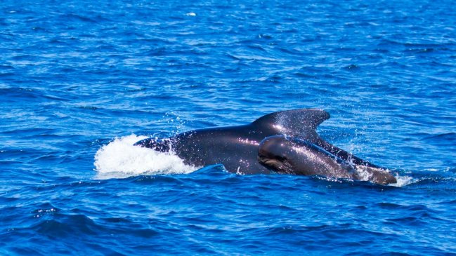 Australia rescató a las 20 últimas ballenas varadas en Tasmania
