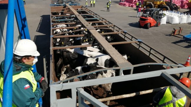 Biobío concretó primera exportación de vaquillas lecheras para reproducción en pie hacia China