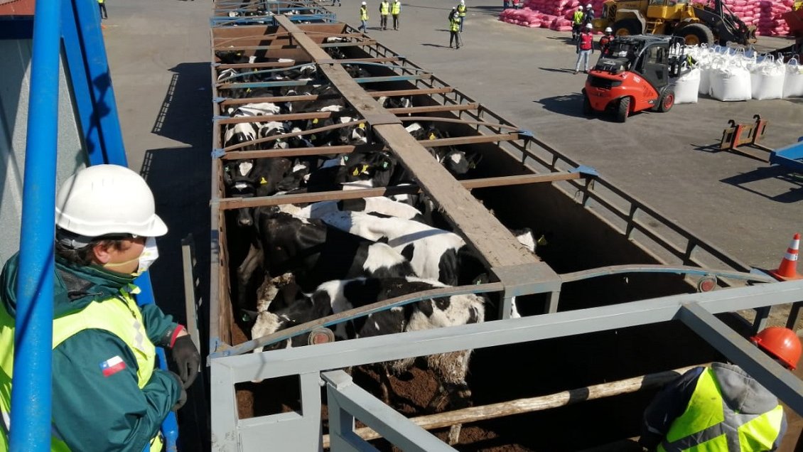 Biobío concretó primera exportación de vaquillas lecheras para reproducción en pie hacia China