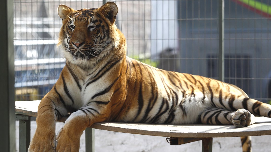 Francia prohíbe animales salvajes en circos y cría de visones para confección de abrigos