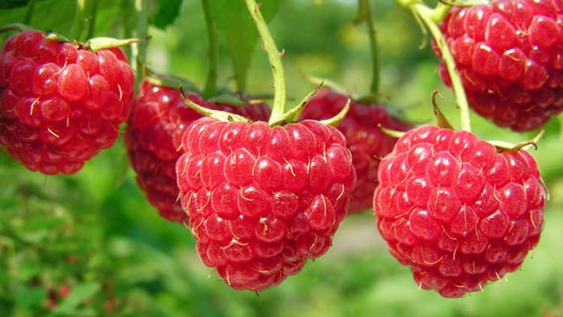 Diputados PS pedirán sesión especial por 