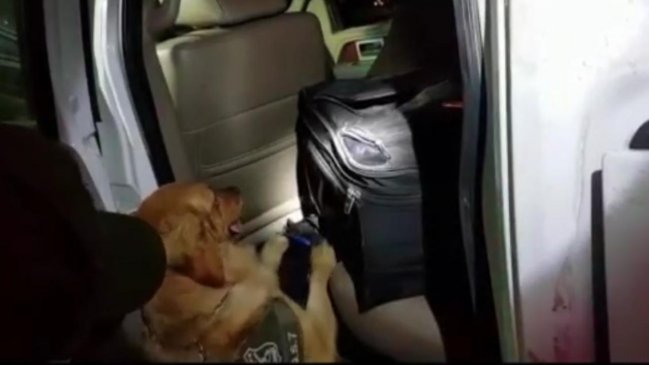 Carabineros incautó más de 80 kilos de droga en Antofagasta con la ayuda de perra entrenada