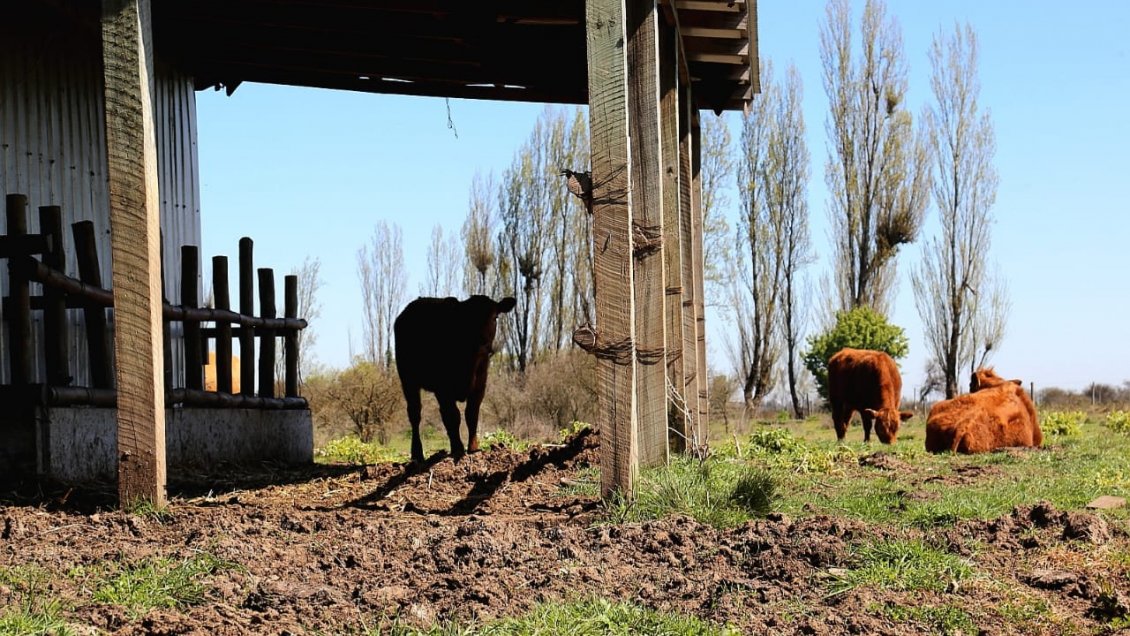 Maule: 62 pequeños ganaderos participan en alianza productiva para enfrentar el cambio climático