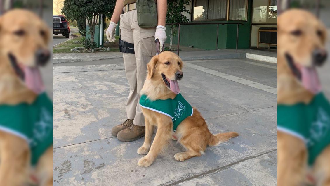 Chillán: Perros antidrogas detectaron más de dos kilos de marihuana en control carretero
