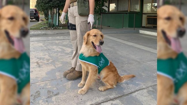 Chillán: Perros antidrogas detectaron más de dos kilos de marihuana en control carretero
