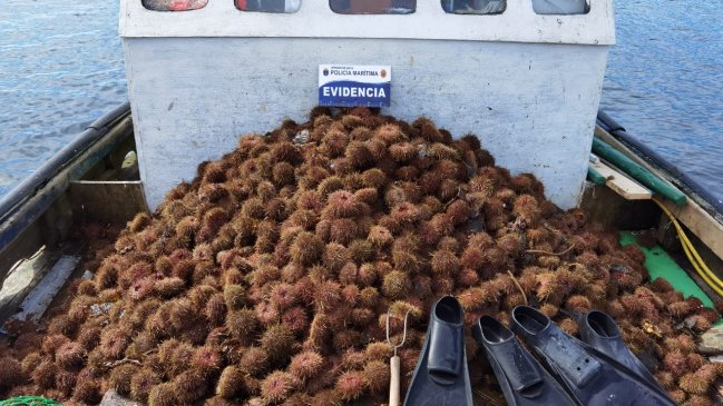 Incautan erizos, merluzas y congrios extraídos ilegalmente en Aysén