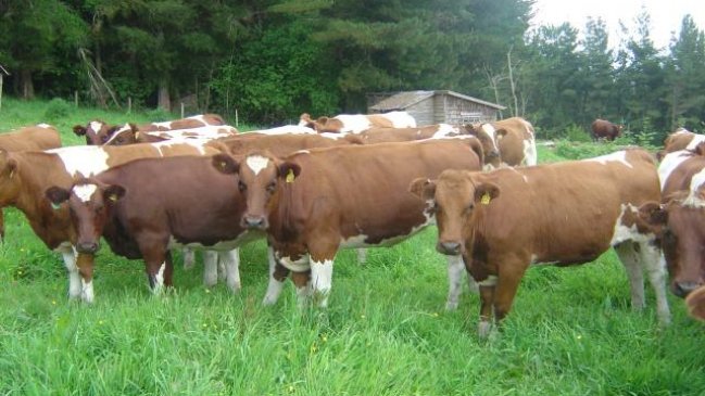 Ganaderos de La Araucanía exportaron cuatro mil vaquillas a China